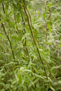 Salix babylonica 'Tortuosa' C3 30-40