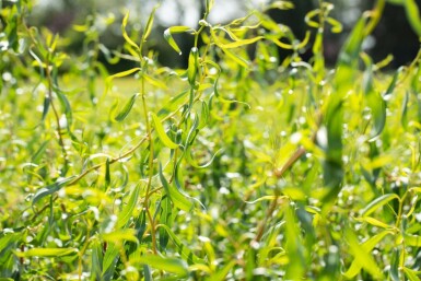 Salix babylonica 'Tortuosa' C3 30-40