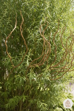 Salix babylonica 'Tortuosa' buske 30-40 cm