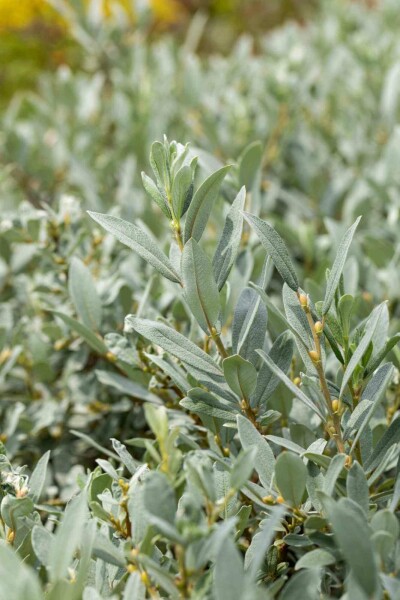 Salix helvetica C3 20-30