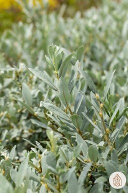 Salix helvetica buske 20-30 cm