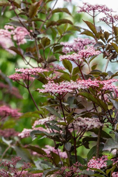 Sambucus nigra 'Black Beauty' C7,5 80-100