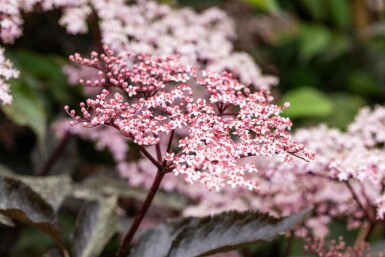 Sambucus nigra 'Black Beauty' C7,5 80-100