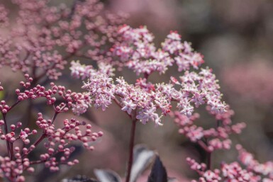 Sambucus nigra 'Black Beauty' C7,5 80-100