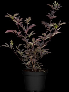Sambucus nigra 'Black Beauty' C7,5 80-100