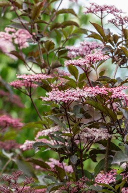 Sambucus nigra 'Black Beauty' C7,5 40-50