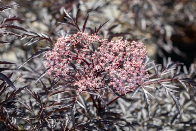 Sambucus nigra 'Black Lace' C7,5 80-100
