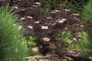 Sambucus nigra 'Black Lace' C7,5 80-100