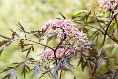 Sambucus nigra 'Black Lace' C7,5 80-100