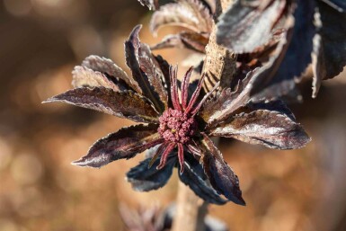 Sambucus nigra 'Black Tower' C12 80-100