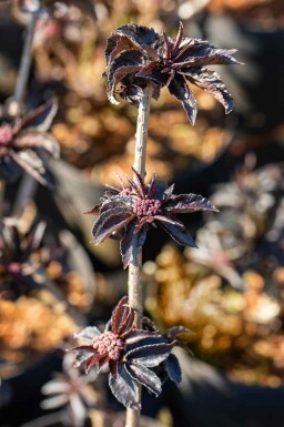 Sambucus nigra 'Black Tower' C12 80-100