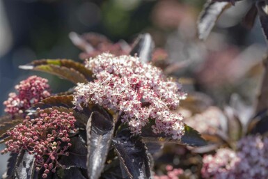 Sambucus nigra 'Black Tower' C12 80-100