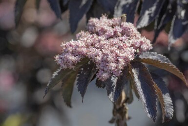 Sambucus nigra 'Black Tower' C12 80-100