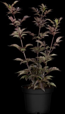 Sambucus nigra 'Black Tower' C12 80-100