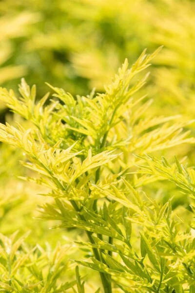Sambucus nigra 'Golden Tower' C7,5 40-50