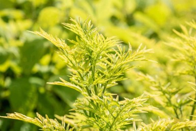 Sambucus nigra 'Golden Tower' C7,5 40-50