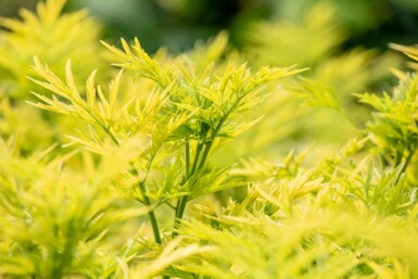 Sambucus nigra 'Golden Tower' C7,5 40-50