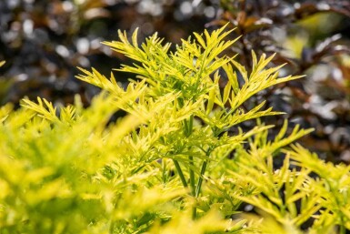 Sambucus nigra 'Golden Tower' C7,5 40-50