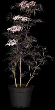 Sambucus nigra 'Thundercloud' C3 30-40