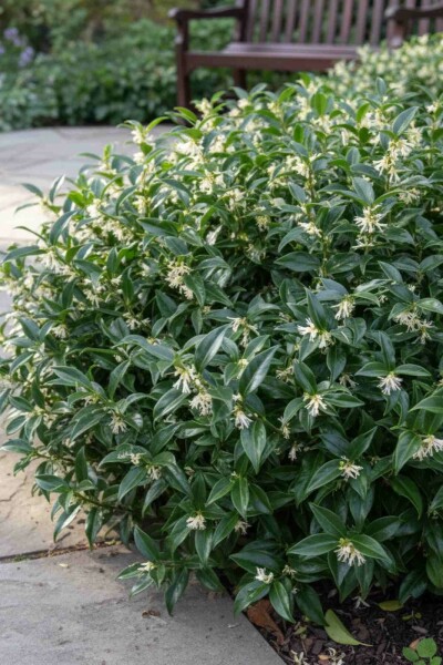 Sarcococca hookeriana 'Humilis' buske 20-25 cm