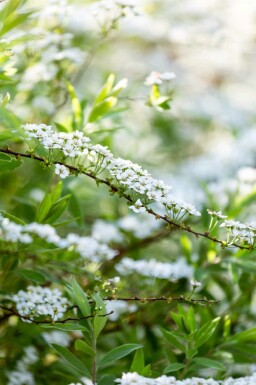 Spiraea arguta C1,7 30-40
