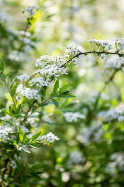 Spiraea arguta C1,7 30-40