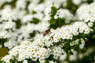 Spiraea arguta C6,5 60-80