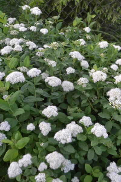 Spiraea betulifolia 'Tor' C10 30-40