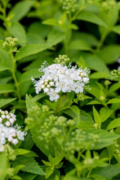 Spiraea japonica 'Albiflora' C6,5 30-40