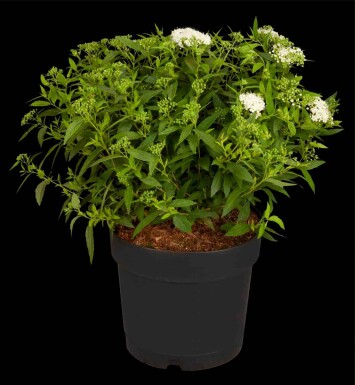Spiraea japonica 'Albiflora' C6,5 30-40