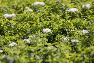 Spiraea japonica 'Albiflora' C6,5 30-40