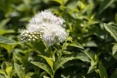 Spiraea japonica 'Albiflora' C6,5 30-40
