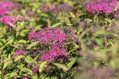 Spiraea japonica 'Anthony Waterer' C5 40-60