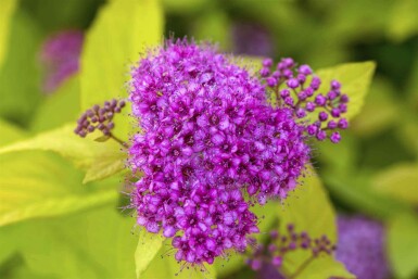 Spiraea japonica 'Golden Princess' C10 40-50