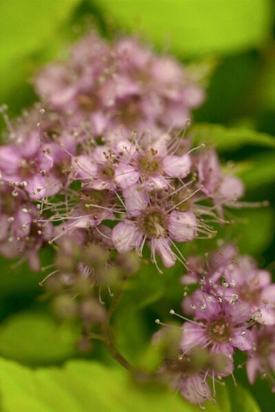 Spiraea japonica 'Goldflame' C5 30-40
