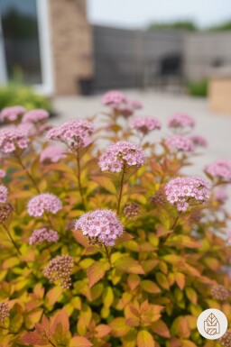 Spiraea japonica 'Goldflame' buske 10-15 cm