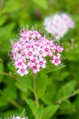 Spiraea japonica 'Little Princess' C1,7 20-30