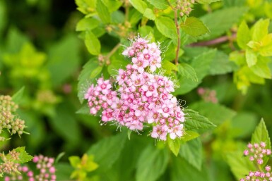 Spiraea japonica 'Little Princess' C3 30-40