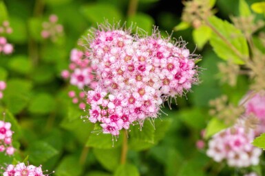 Spiraea japonica 'Little Princess' C3 30-40