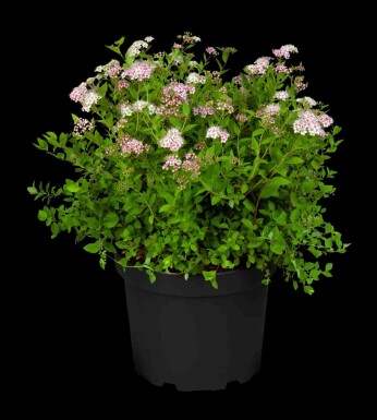 Spiraea japonica 'Little Princess' C3 30-40