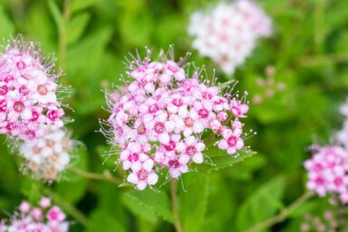 Spiraea japonica 'Little Princess' C3 30-40
