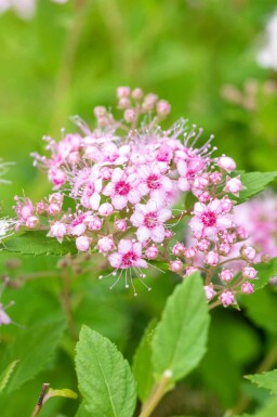 Spiraea japonica 'Little Princess' C3 30-40