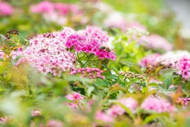 Spiraea japonica 'Little Princess' C3 30-40