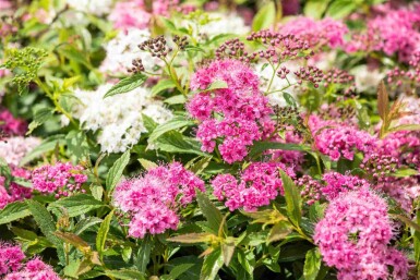 Spiraea japonica 'Little Princess' C3 30-40