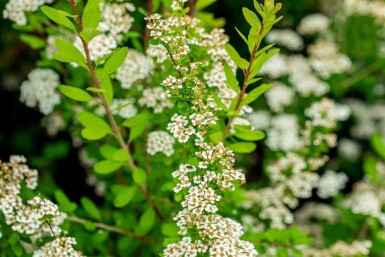 Spiraea nipponica 'Snowmound' C1,5 15-20