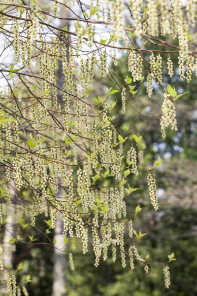 Tidigt pärlhänge Stachyurus praecox buske 30-40 C3 Stachyurus praecox buske 30-40 cm
