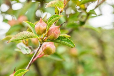 Stewartia pseudocamellia C3 30-40