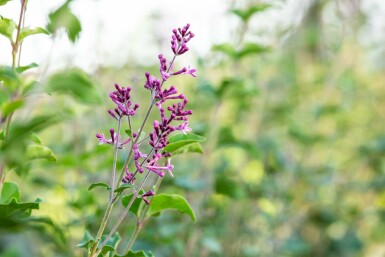 Symphoricarpos chenaultii 'Hancock' C1,5 15-20