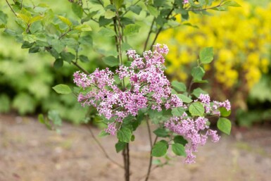 Symphoricarpos chenaultii 'Hancock' C1,5 15-20