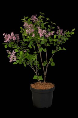 Symphoricarpos chenaultii 'Hancock' C1,5 15-20